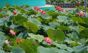 Nhiều giải pháp đưa sản phẩm từ sen đến với người tiêu dùng