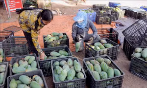 Doanh nghiệp có thể 'đặt hàng' vùng nguyên liệu nông sản