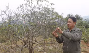 Tất bật 'thay áo mới' cho đào nở hoa đúng dịp Tết  