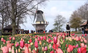 Công viên hoa Keukenhof (Hà Lan) mở cửa trở lại