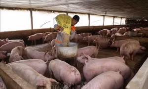 Tăng kiểm soát chi phí trung gian, xử lý nghiêm nạn đầu cơ, đẩy giá thịt lợn lên cao