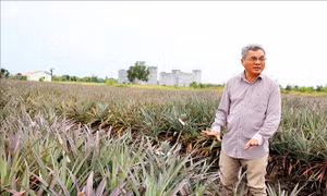 Người nông dân 'bắt' đất phèn cho trái ngọt