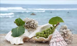 Cây tra - Sức sống xanh nơi trùng khơi