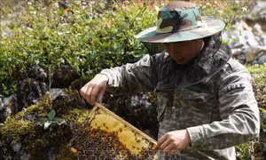 Sản vật từ cao nguyên đá 