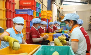 Tăng cường đưa hàng nông sản Việt Nam tới người tiêu dùng Singapore