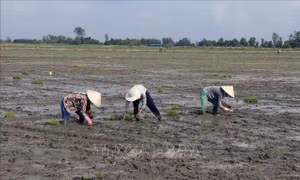 Lịch lấy nước gieo cấy lúa vụ Đông Xuân 2019 - 2020