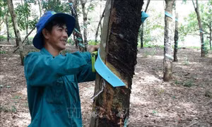 Giá mủ cao su tại Bình Phước tăng trở lại