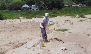 Phú Yên sớm cải lại tạo đất sản xuất đã bị cát bồi lấp sau lũ 