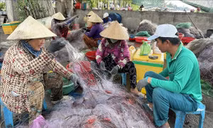Cà Mau: Nhộn nhịp mùa khai thác cá khoai 