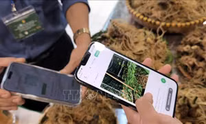 'Số hóa' để định vị thương hiệu cao cấp cho sâm Ngọc Linh