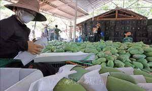 Xuất khẩu rau quả cán đích sớm