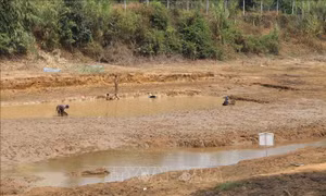 Công trình thủy lợi cạn đáy, người trồng cà phê có nguy cơ mất mùa