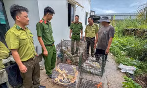 Xây 'lá chắn' bảo vệ động vật hoang dã trước nạn săn bắt trái phép