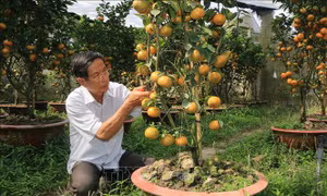 Quýt hồng Lai Vung lên chậu phục vụ thị trường Tết