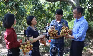 Doanh nghiệp Nhật Bản đánh giá cao vùng vải thiều Thanh Hà