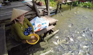 Hiệu quả từ các tổ cộng đồng bảo vệ nguồn lợi thủy sản 