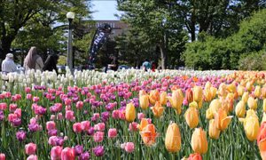 Lễ hội hoa tulip Canada - Biểu tượng của tình hữu nghị và hòa bình quốc tế