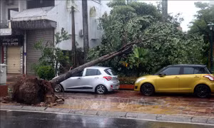 Bão số 3: Thái Bình cây xanh đổ la liệt, mất điện diện rộng