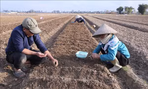 Nông dân hào hứng xuống đồng đầu Xuân mới