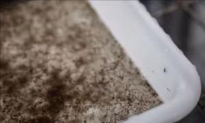 Cảnh báo dịch sốt xuất huyết do El Nino và biến thể virus mới
