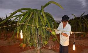 Người trồng thanh long Bà Rịa - Vũng Tàu thấp thỏm vụ Tết