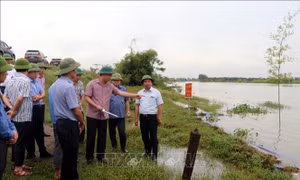 Hải Dương: Chủ động bảo vệ khu vực đê trọng yếu trong mùa mưa bão