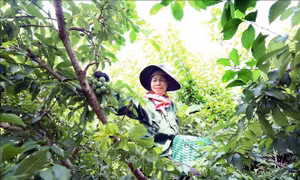 Xây dựng thương hiệu, khẳng định vị thế trái mận Sơn La