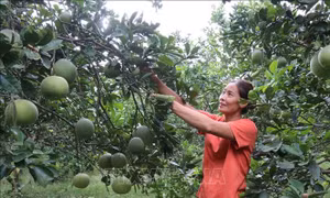 Mô hình kinh tế điển hình thu lợi nhuận hàng tỷ đồng mỗi năm