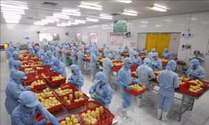 Phấn đấu xuất khẩu nông - lâm - thủy sản đạt 60 - 62 tỷ USD năm 2030