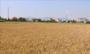 Các địa phương ngăn chặn sâu bệnh, hạn chế rủi ro trong sản xuất vụ Đông Xuân