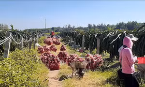 Phối hợp cùng tháo gỡ khó khăn trong tiêu thụ trái thanh long