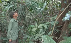 Giữ 'lá phổi xanh' ở vùng biên huyện Bù Đốp