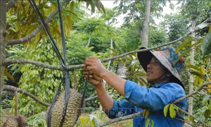 Tạo động lực cho huyện 30a thoát nghèo