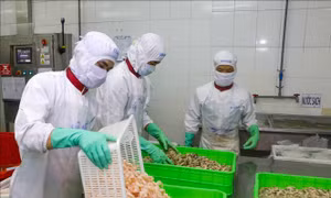 Hiệu quả thực thi 6 năm Hiệp định thương mại tự do Việt Nam - EU