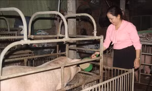 Chính sách cho vay tái đàn lợn phát huy hiệu quả