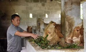 Mô hình kinh tế tổng hợp - hướng đi mới của đồng bào vùng cao Hà Giang