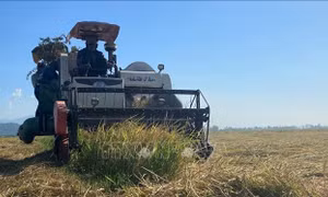 Phú Yên tái cơ cấu ngành lúa gạo qua ứng dụng cơ giới hóa, chọn giống