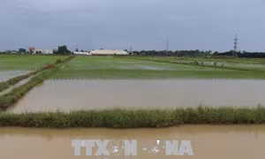 Hải Dương khẩn trương tiêu úng bảo vệ lúa, rau màu