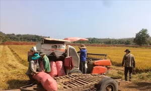 Nhộn nhịp mùa gặt lúa xuân ở vùng biên Bình Phước