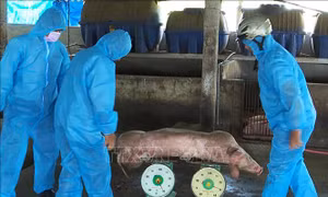Kiểm soát chặt, ngăn chặn các ổ dịch tả lợn châu Phi tái phát