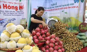 Thích ứng linh hoạt theo tín hiệu thị trường