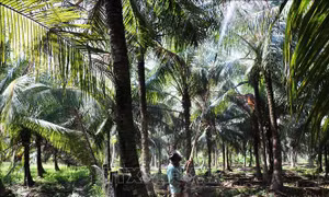 Khẩn trương diệt trừ sâu đầu đen phá hại vườn dừa
