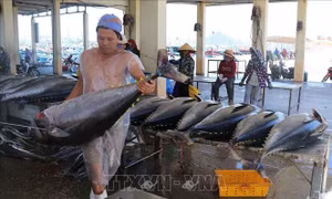 Cá ngừ đứng top 3 xuất khẩu các mặt hàng thủy sản Việt Nam