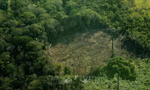 Báo động đỏ các 'thiên đường' sinh thái ở Brazil