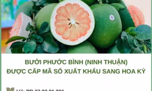 Bưởi Phước Bình được cấp mã số xuất khẩu sang Hoa Kỳ