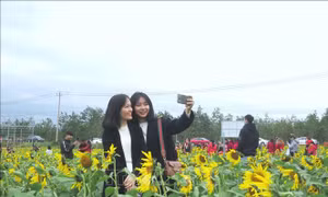 Cánh đồng hoa hướng dương ở Quảng Bình hút du khách ngày đầu năm mới