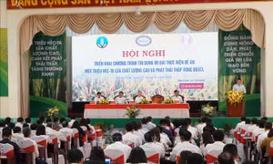 Triển khai Chương trình tín dụng ưu đãi thực hiện đề án 1 triệu ha lúa chất lượng cao