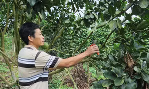 Xuân về vùng cao Khánh Sơn