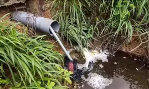 Người dân Ia Piơr kêu cứu về tình trạng ô nhiễm các trại heo