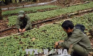 Tìm hướng đi mới cho cây sâm Ngọc Linh